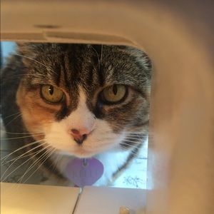 Meet your Posher, Lisa